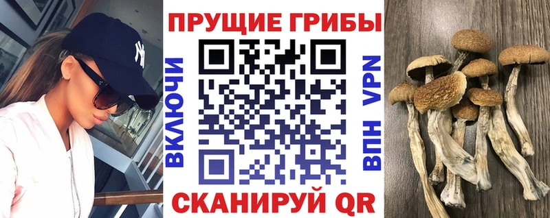 Галлюциногенные грибы Psilocybe  как найти   Балаково 